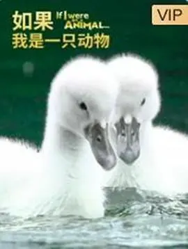 《如果我是一只动物》：一场关于身份认同与自由的奇妙冒险，唤醒内心深处的野性！
